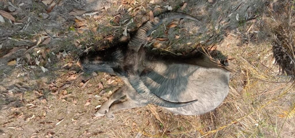 Unusual Buffalo Deaths Reported At New Tusom Near Indo-myanmar Border 