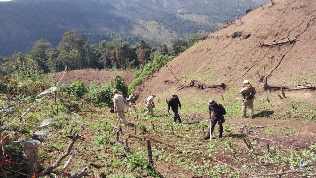 Poppy Cultivation Destroyed At Shiri Hill Range of Ukhrul - The ...