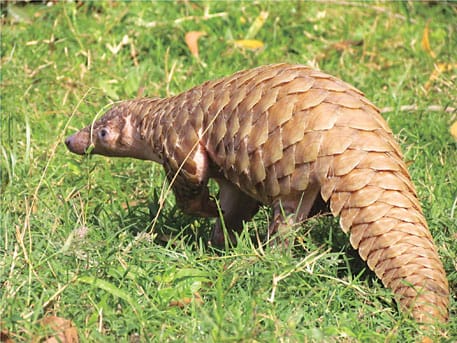 United Sangtam Likhum Pumji Bans Pangolin Hunting in Nagaland - The  Frontier Manipur